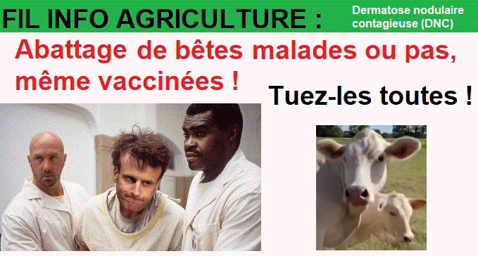 FIL INFO AGRICULTURE : Dermatose nodulaire contagieuse , Abattage de bêtes malades ou pas même vaccinées !